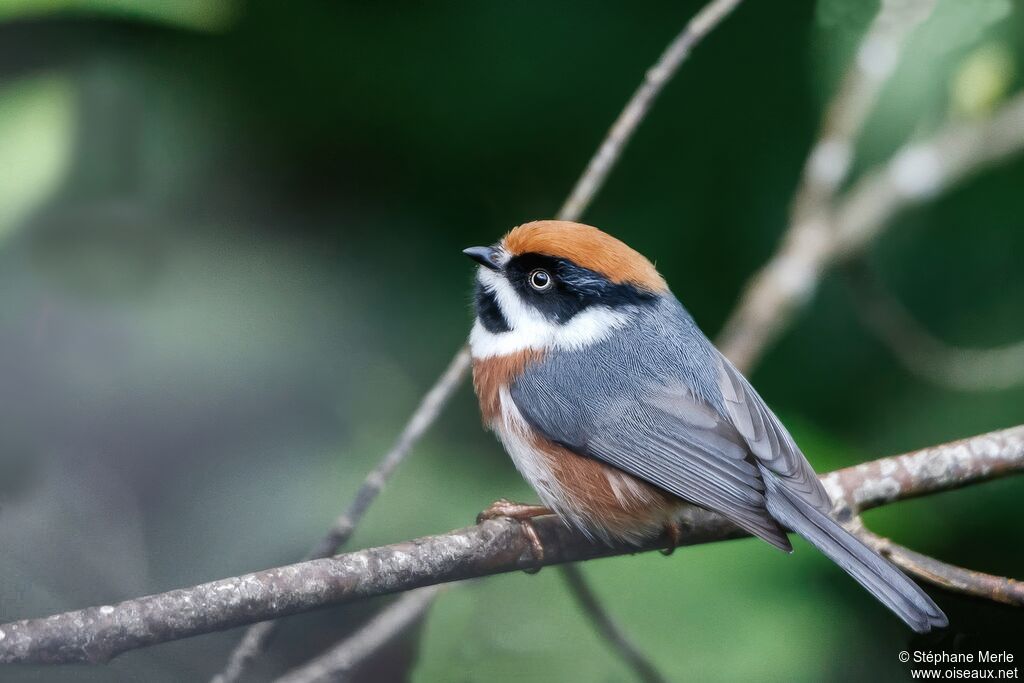 Orite à tête rousse