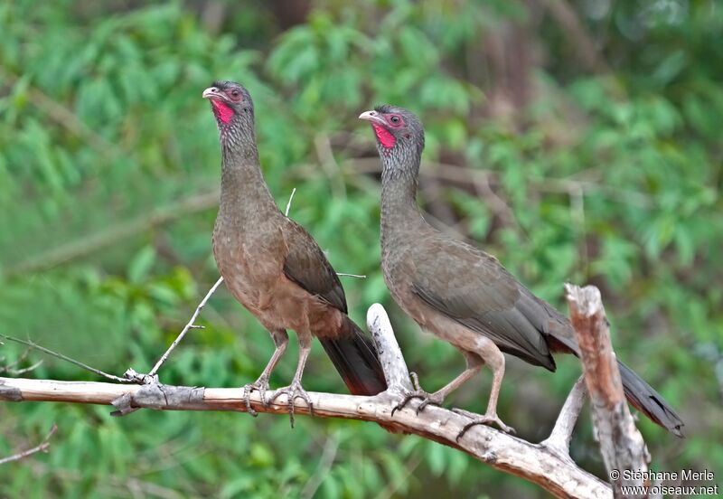 Chaco Chachalacaadult