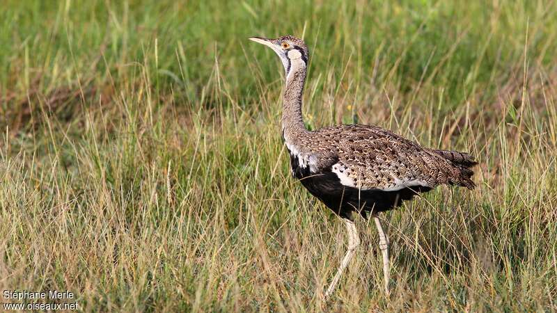 Hartlaub's Bustard male adult, identification