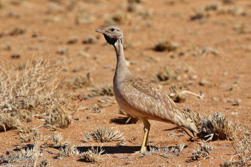 Karoo Korhaan male, identification