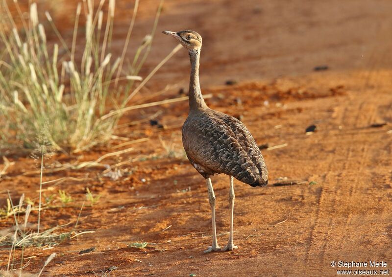 White-bellied Bustard female adult