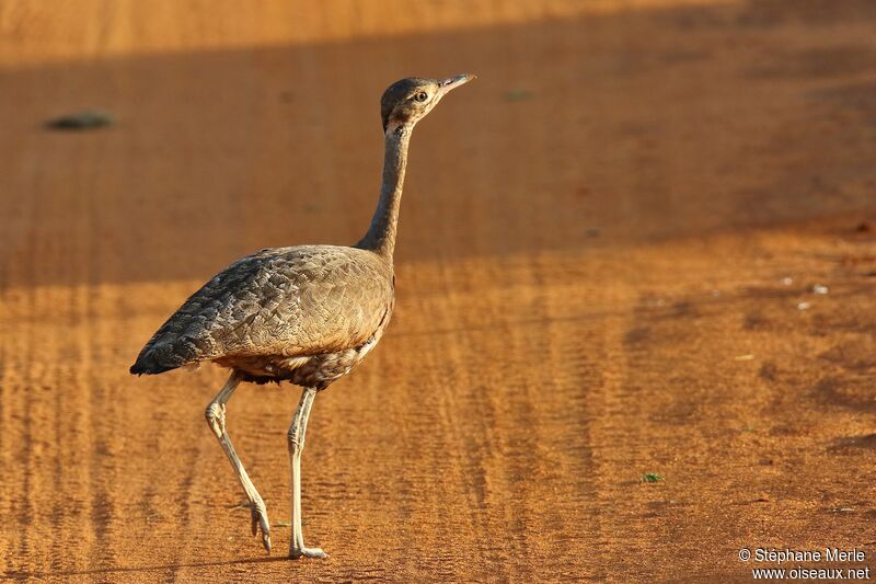 White-bellied Bustard female