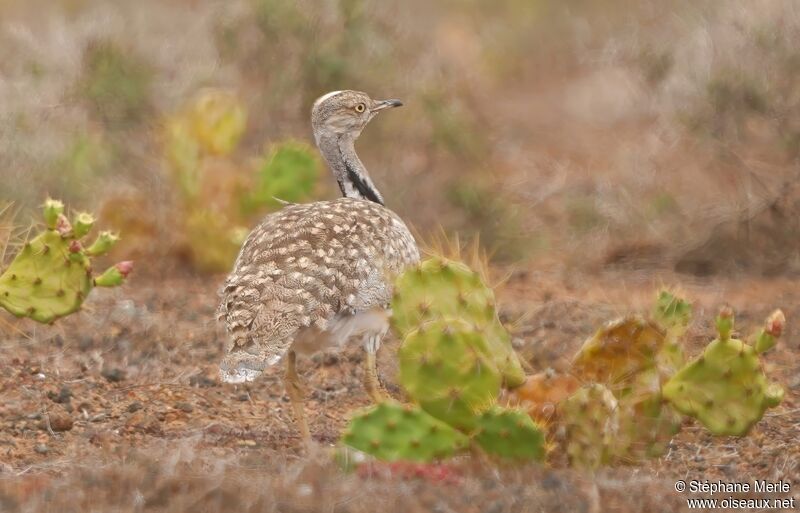 Outarde houbara