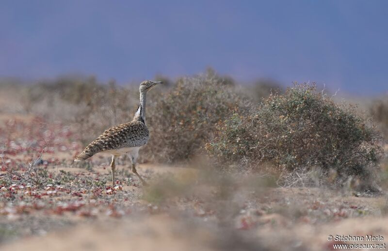 Outarde houbara