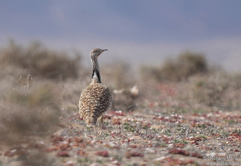 Outarde houbara