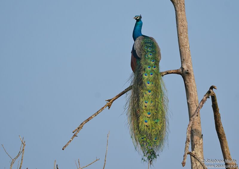 Indian Peafowl male adult