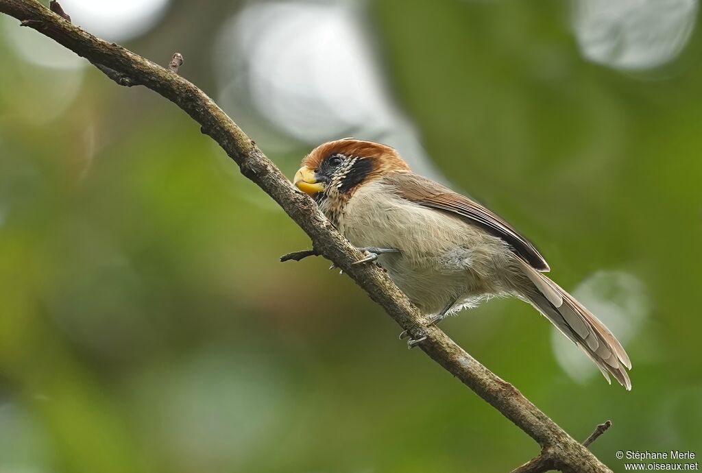 Paradoxornis fléché