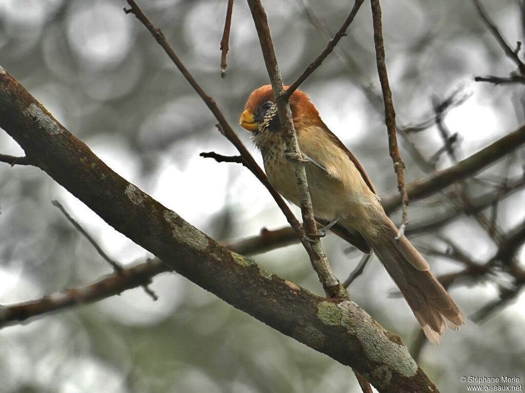 Paradoxornis fléché