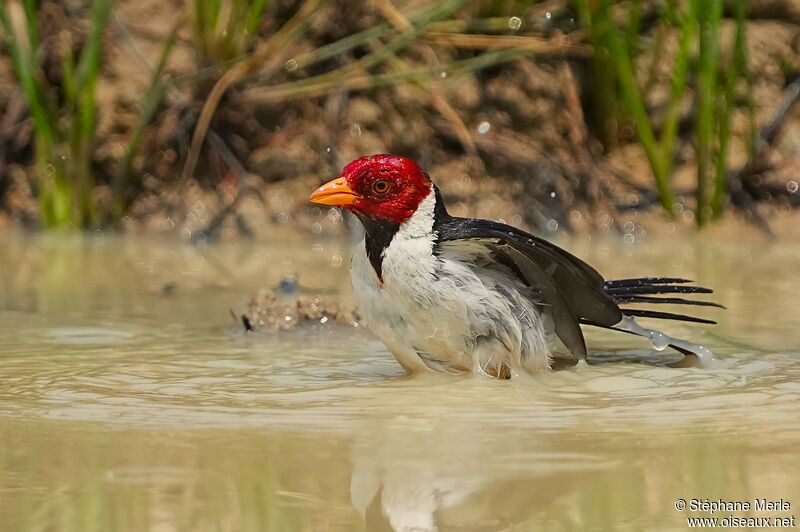 Yellow-billed Cardinal