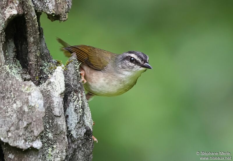 Riverbank Warbleradult