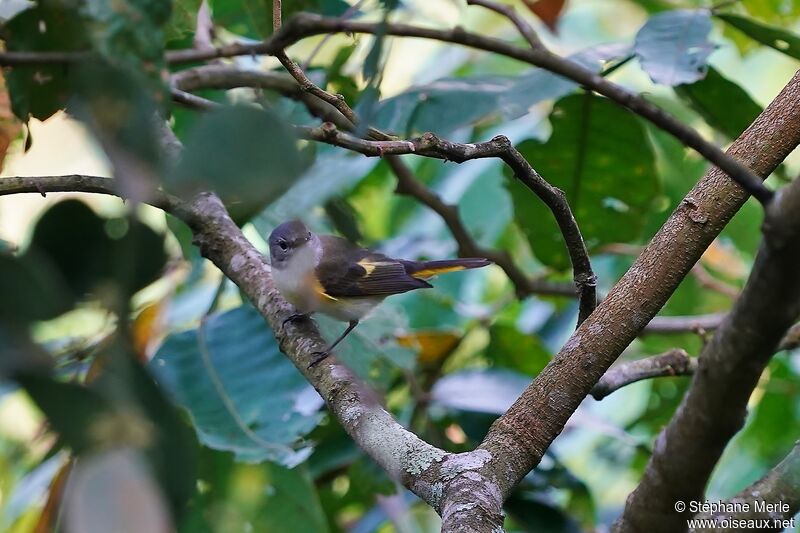 American Redstart female