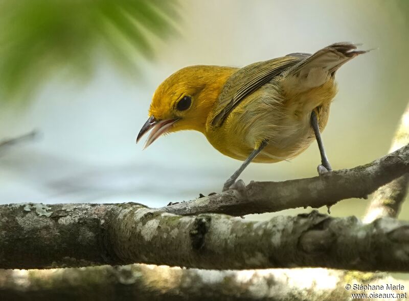 Paruline flavescenteadulte