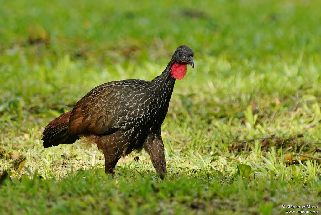 Pénélope du Cauca