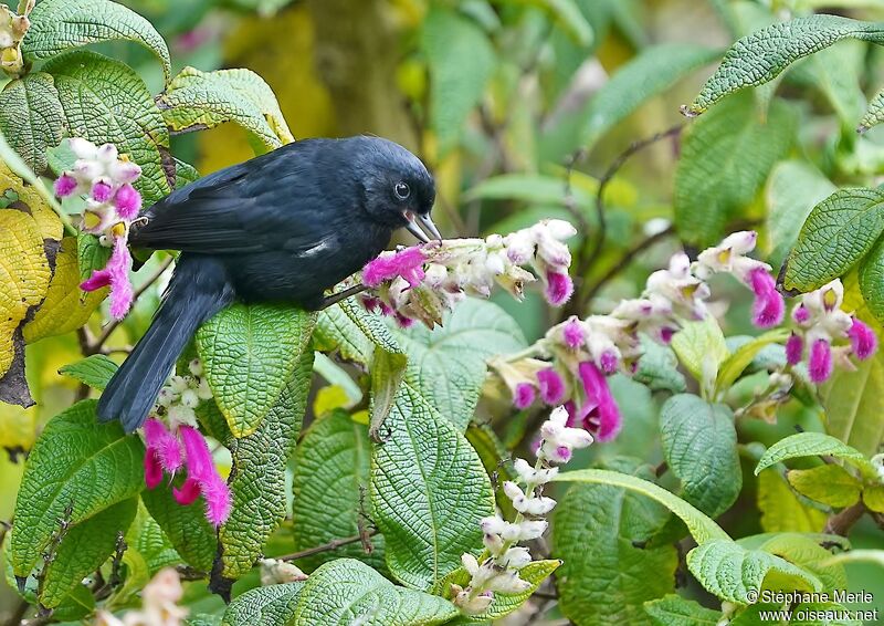 White-sided Flowerpierceradult