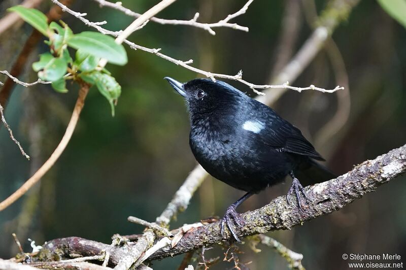 Glossy Flowerpierceradult