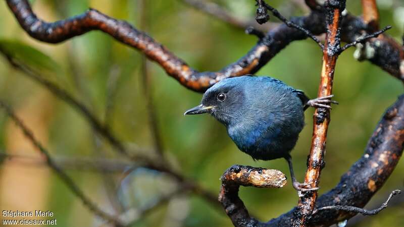 Masked Flowerpiercerimmature, identification