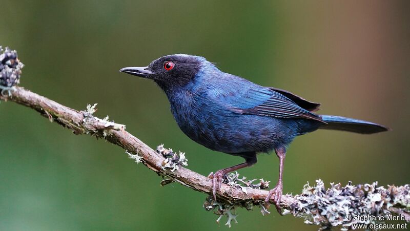 Masked Flowerpierceradult