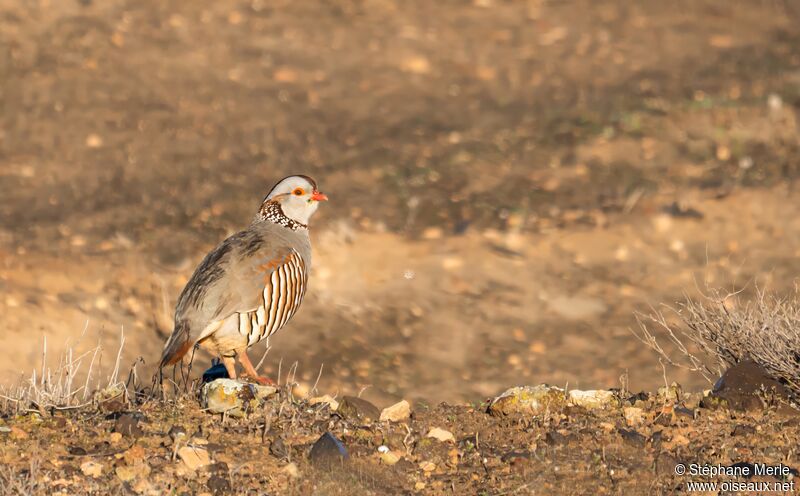 Perdrix gambraadulte