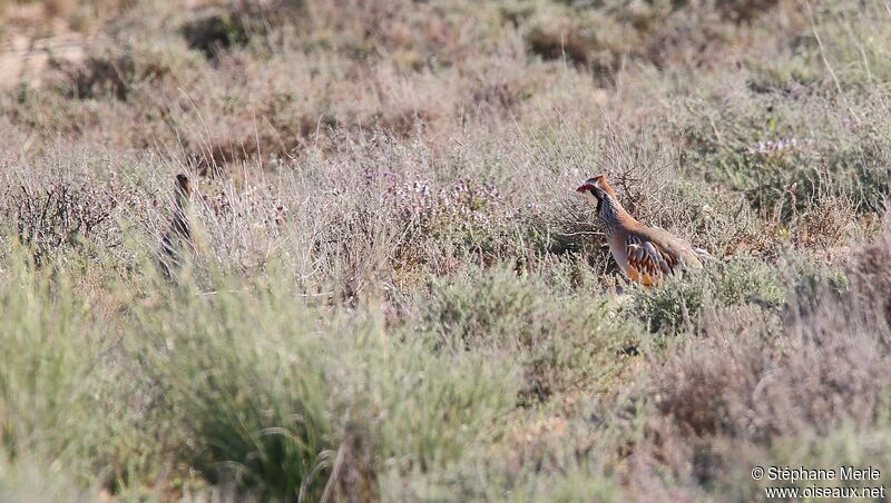 Red-legged Partridge