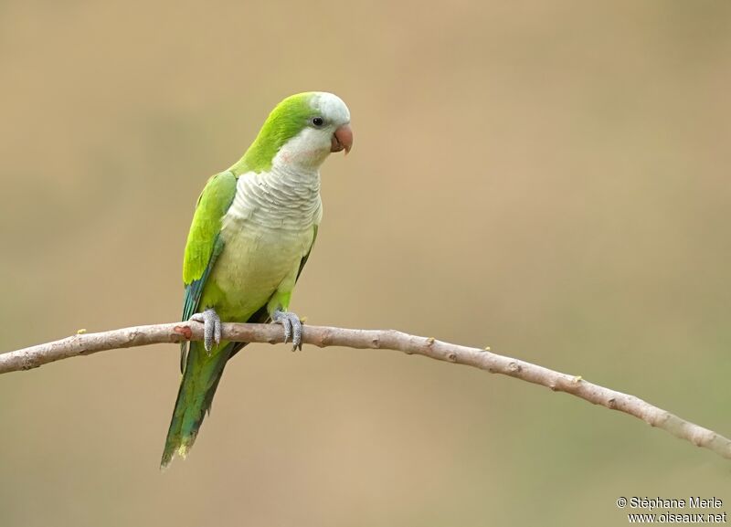 Monk Parakeetadult