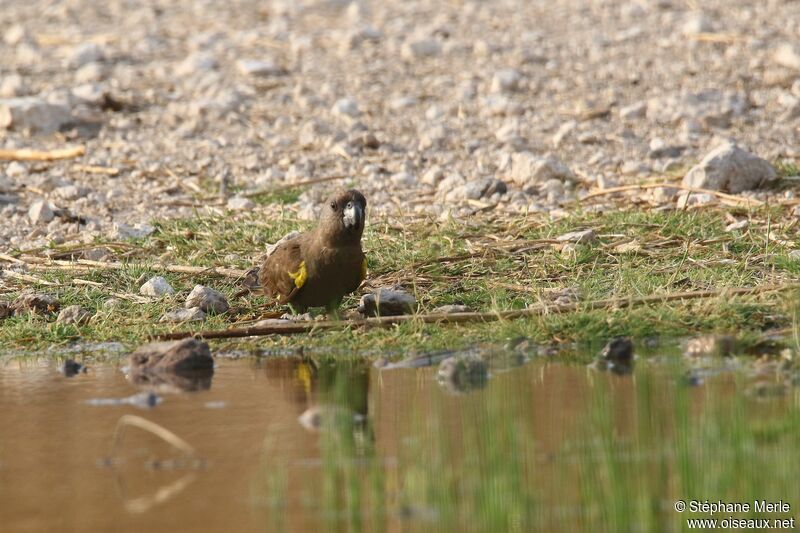 Rüppell's Parrotadult