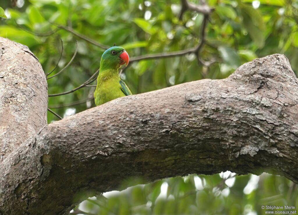 Perruche de Luçonadulte