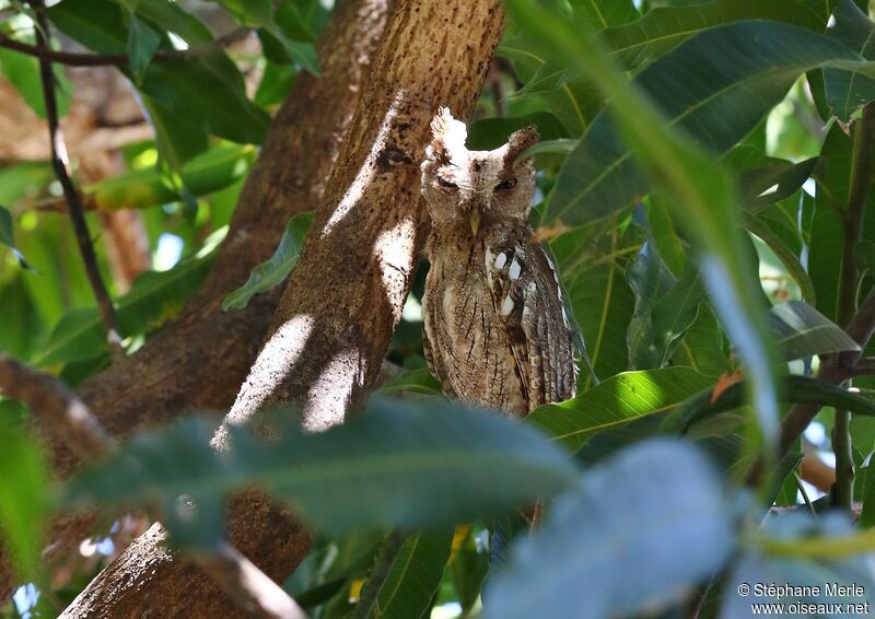 Pacific Screech Owl