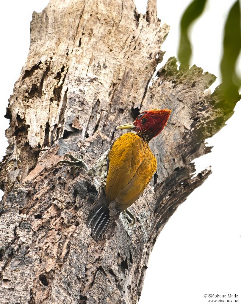 Pic à face rougeadulte