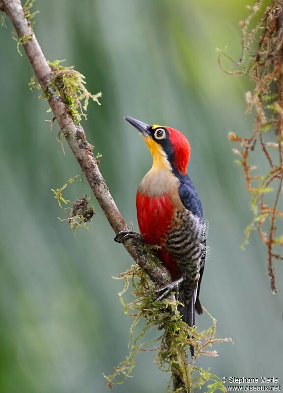 Yellow-fronted Woodpecker male adult