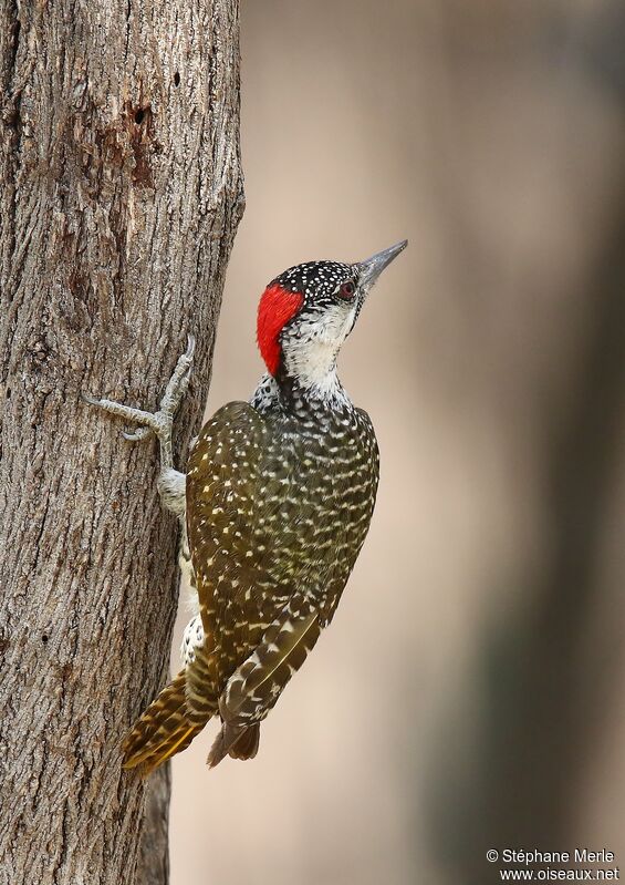 Golden-tailed Woodpecker female