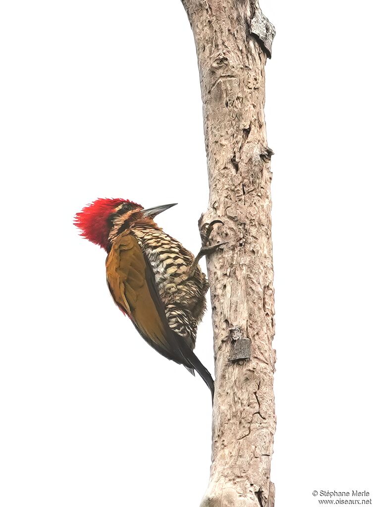 Spot-throated Flameback male adult