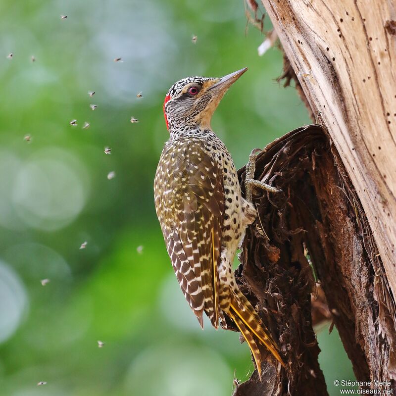 Nubian Woodpecker female adult