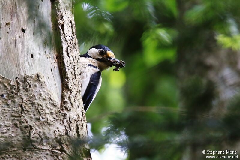 Great Spotted Woodpecker female