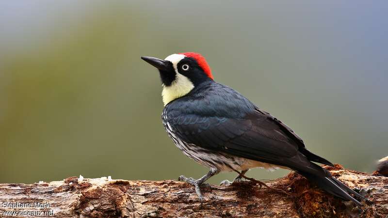 Acorn Woodpecker male adult