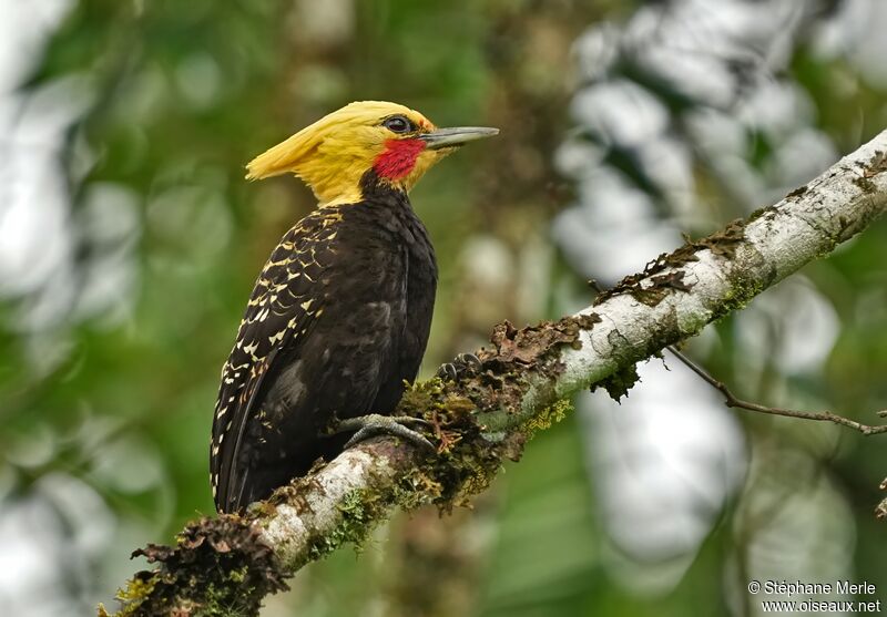 Blond-crested Woodpecker male adult