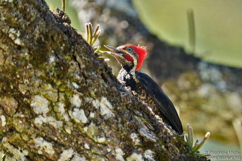 Lineated Woodpecker male adult