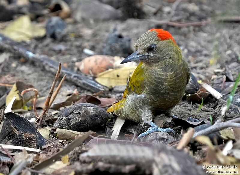 Pic passerin mâle adulte