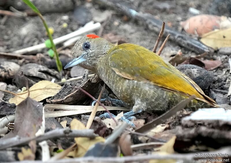 Pic passerin mâle adulte