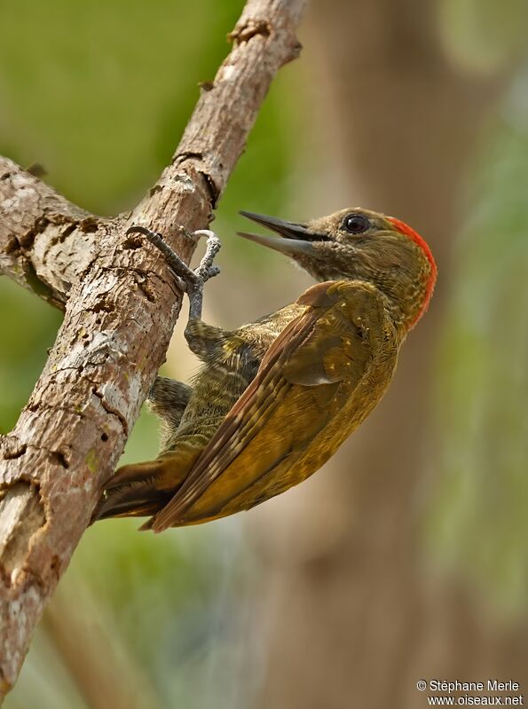 Pic passerin mâle adulte