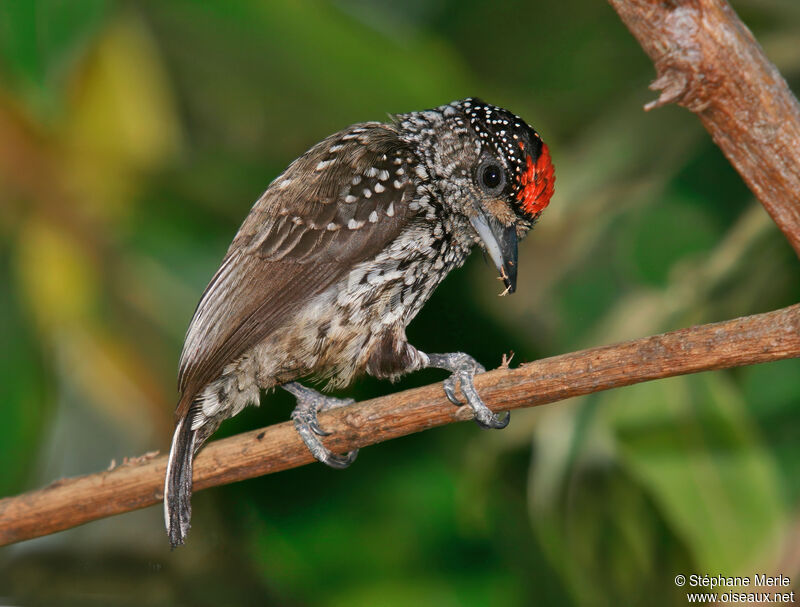 White-wedged Piculet male adult