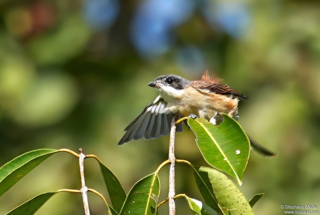 Pie-grièche à dos marronadulte