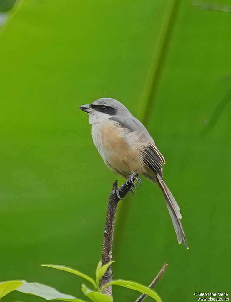 Pie-grièche du Tibetadulte