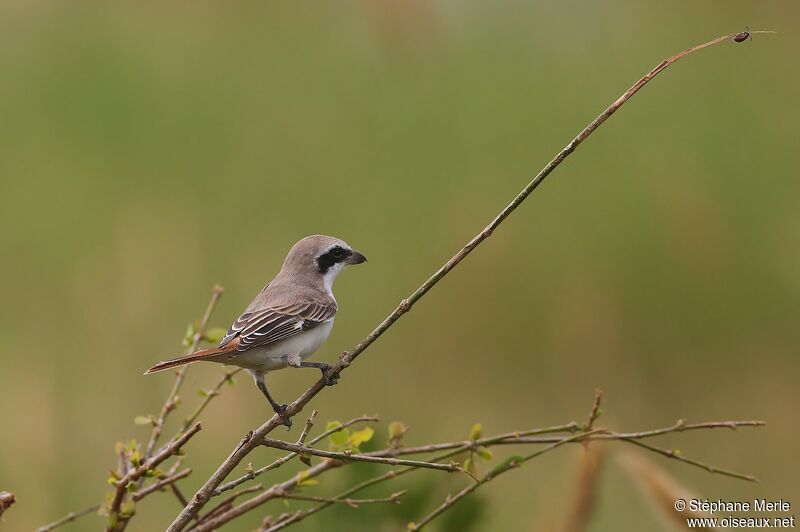 Red-tailed Shrike