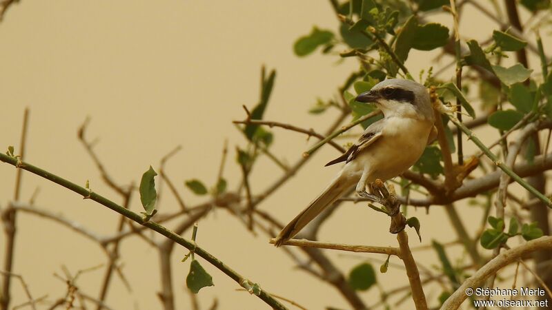 Great Grey Shrike