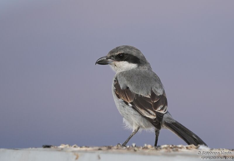 Great Grey Shrikeadult