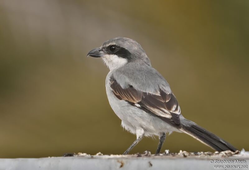 Great Grey Shrikeadult