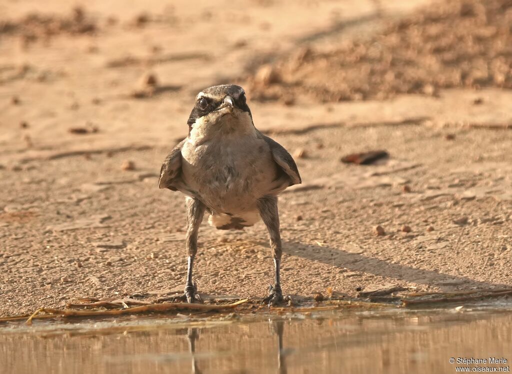 Iberian Grey Shrike