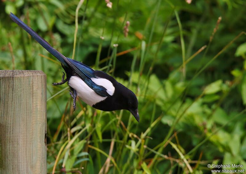 Eurasian Magpie