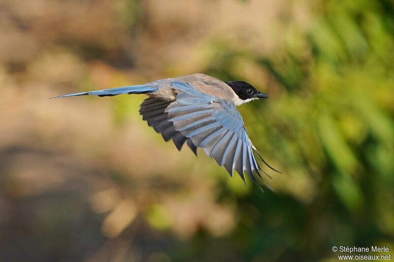 Iberian Magpieadult