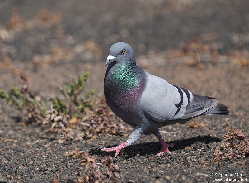 Pigeon bisetadulte